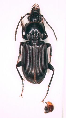 Réf. 250 924 : Pterostichus sp.